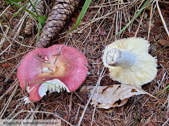 Russula vinosa