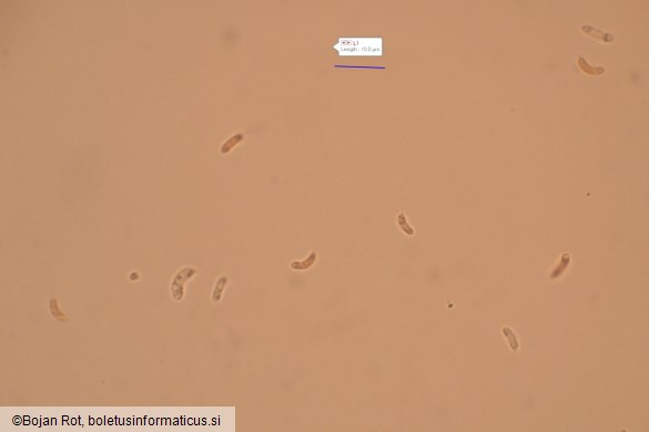 Skeletocutis albocremea