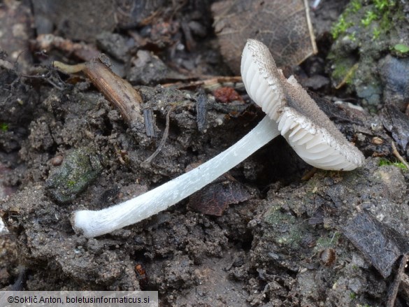 Pluteus exiguus