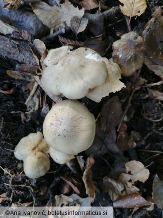 Entoloma rhodopolium