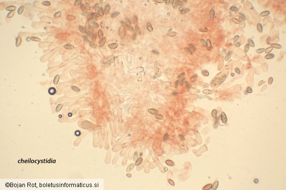 Hebeloma pseudofragilipes