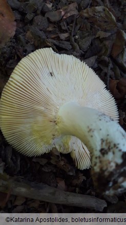 Russula romellii