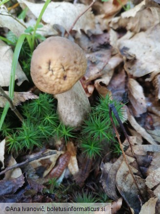 Leccinellum pseudoscabrum