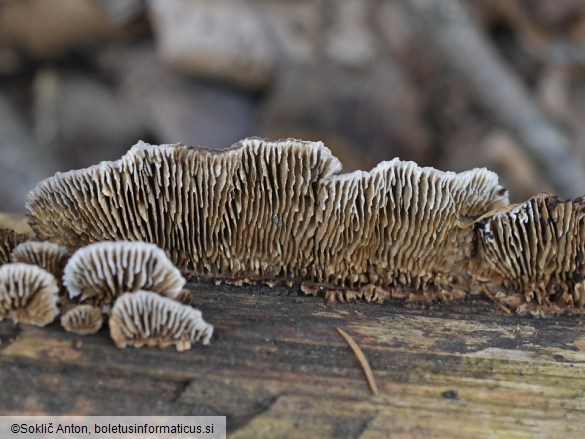 Gloeophyllum abietinum