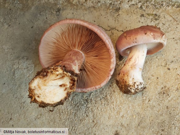 Cortinarius largus