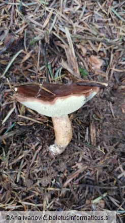 Boletus badius