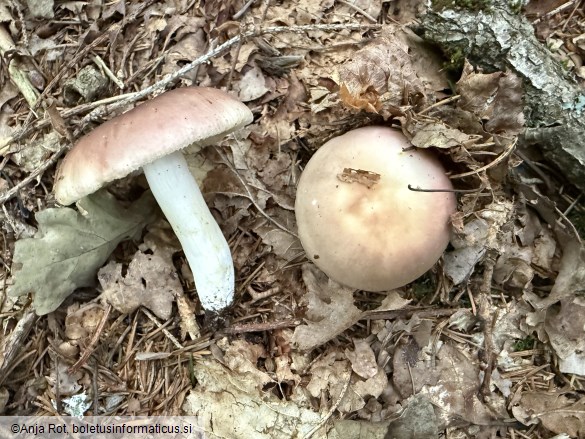 Russula vesca