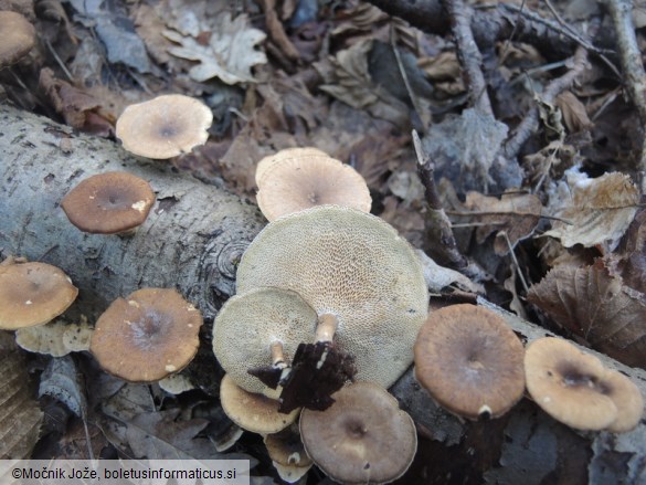 Lentinus brumalis