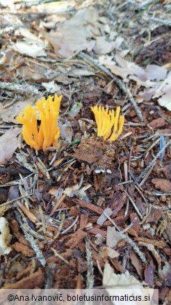 Calocera viscosa