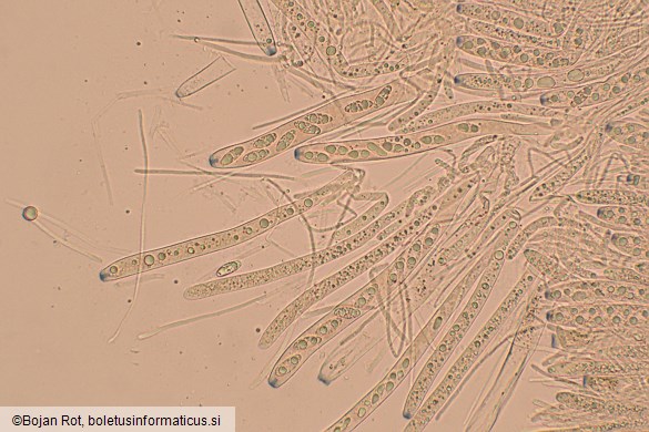 Lanzia luteovirescens