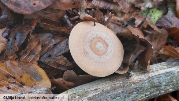 Lactarius chrysorrheus