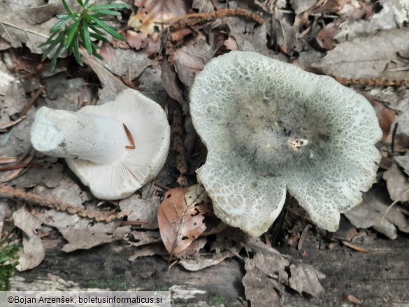 Russula virescens