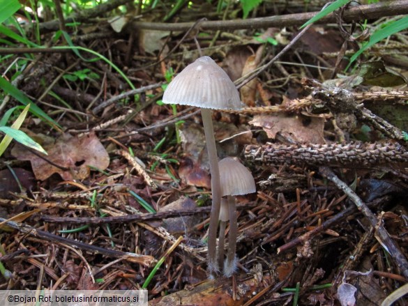 Mycena leptocephala