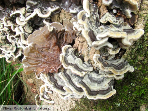 Auricularia mesenterica