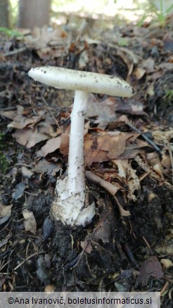 Amanita phalloides