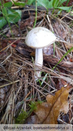 Leccinum holopus