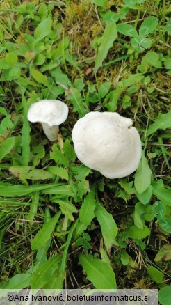 Hygrophorus ligatus