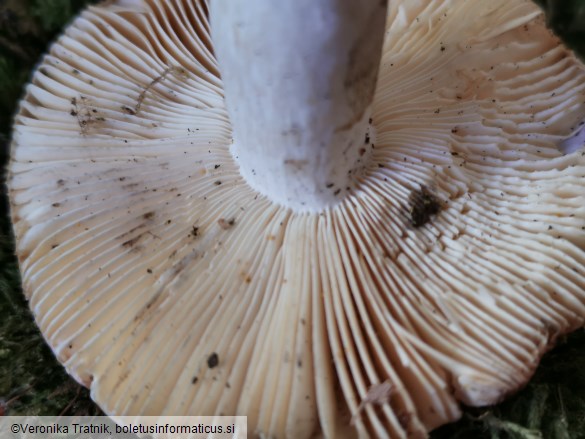 Russula grisea