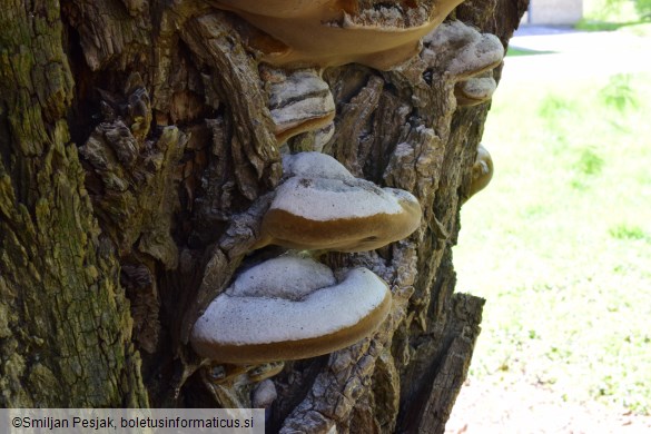 Phellinus igniarius