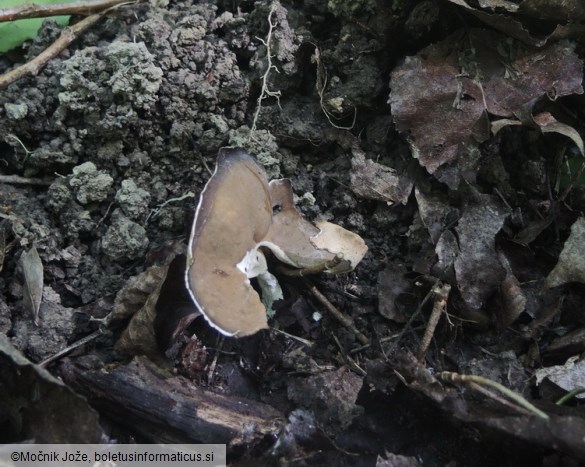 Helvella queletii