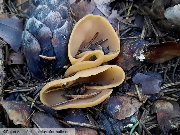Otidea cochleata