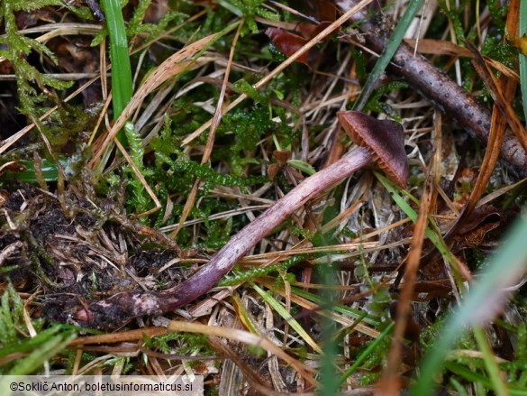 Cortinarius anthracinus