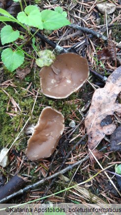 Helvella acetabulum