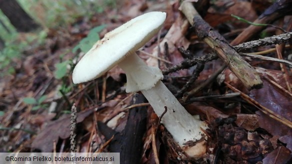 Amanita citrina