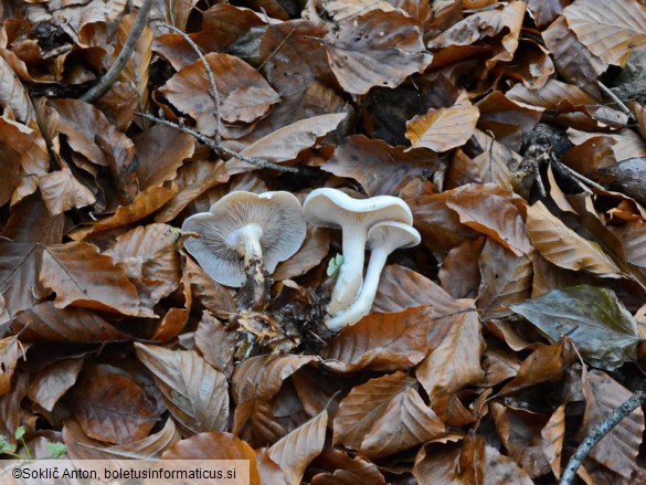 Clitocybe rivulosa