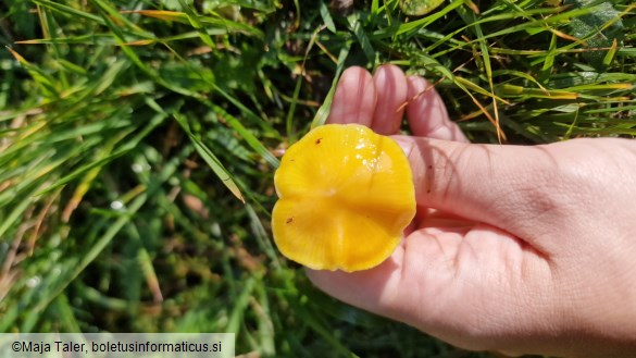 Hygrocybe ceracea