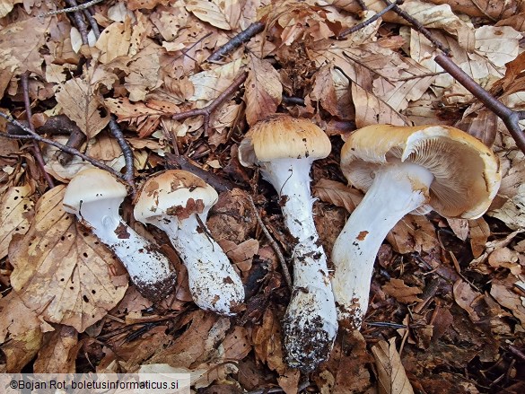 Thaxterogaster turmalis