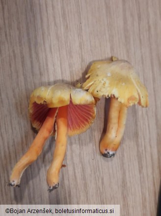 Hygrocybe quieta