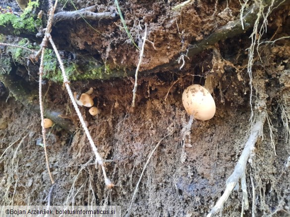 Hygrophorus pudorinus