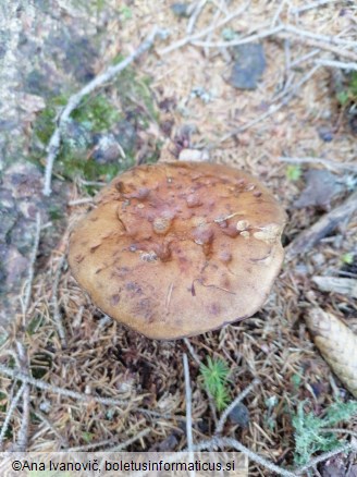 Boletus badius