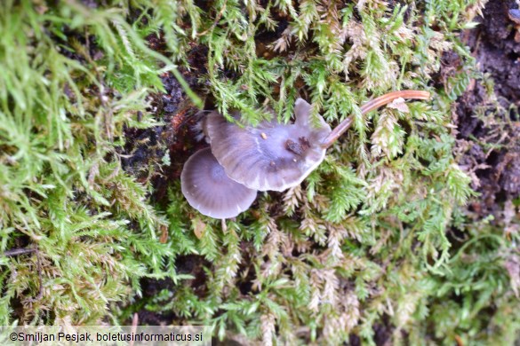 Mycena epipterygia