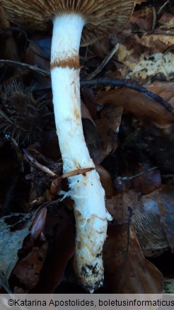 Cortinarius