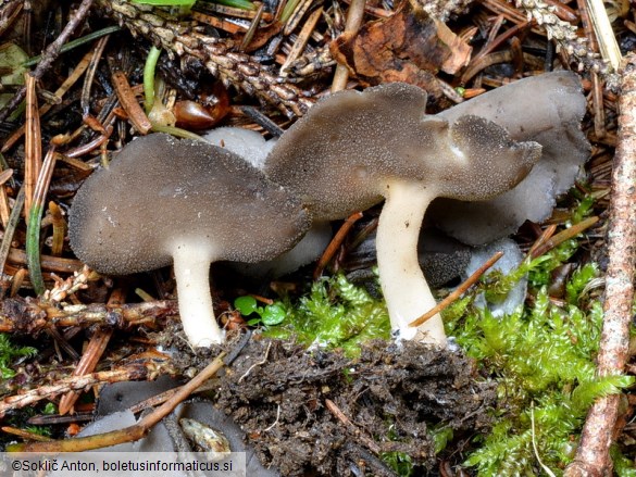 Helvella fibrosa