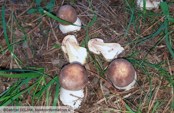Chlorophyllum brunneum