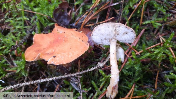 Cystoderma cinnabarinum