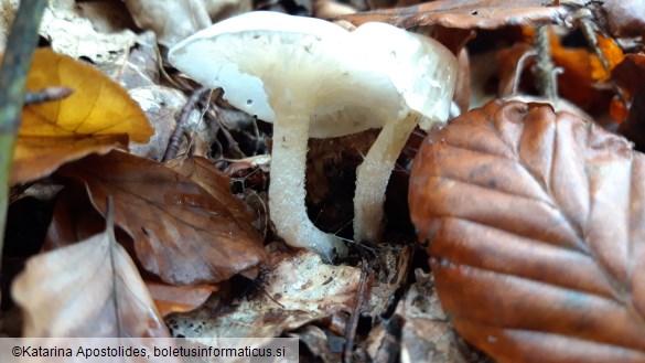 Hygrophorus cossus