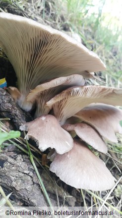 Pleurotus ostreatus