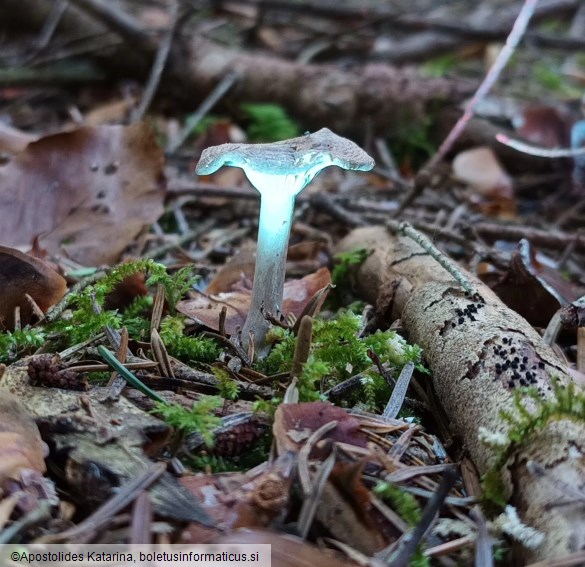 Rhizocybe pruinosa