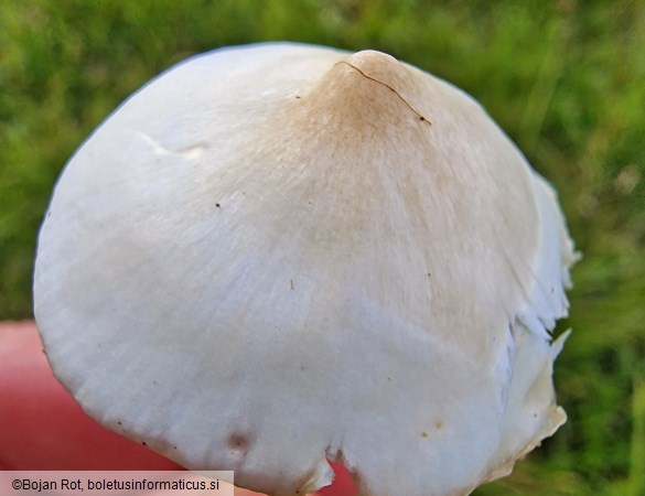 Cuphophyllus fornicatus