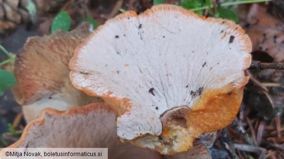 Hypomyces lateritius