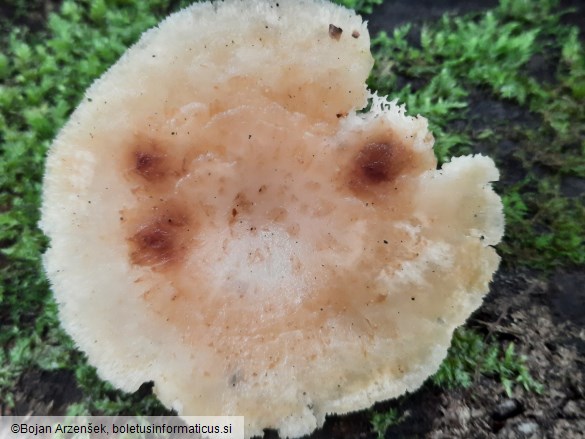 Polyporus tuberaster