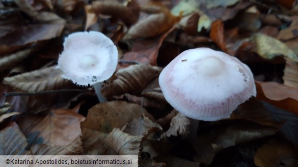 Mycena rosea