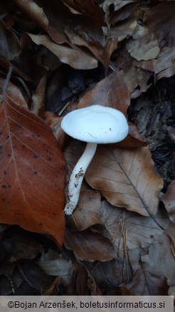 Hygrophorus fagi