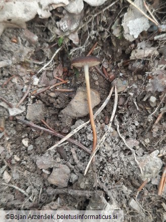 Strobilurus tenacellus