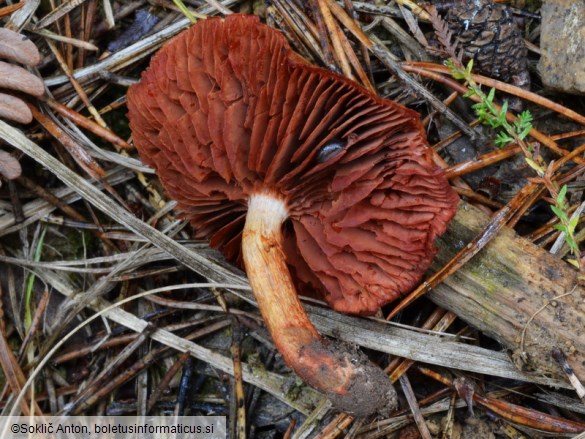 Cortinarius purpureus