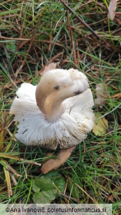 Tricholoma scalpturatum